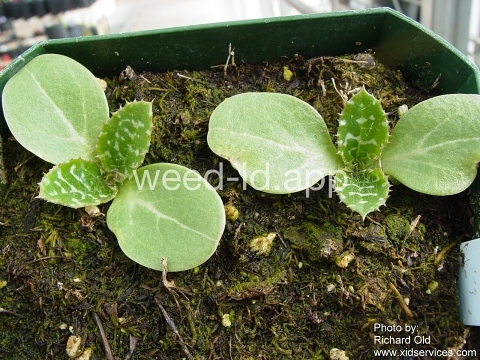 milkthistle, blessed